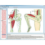 Human skeleton, musculature and apparatus of movement, Interactive CD-ROM