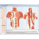 Human skeleton, musculature and apparatus of movement, Interactive CD-ROM