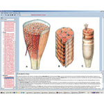 Human skeleton, musculature and apparatus of movement, Interactive CD-ROM