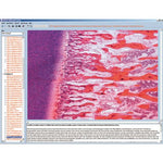 Human skeleton, musculature and apparatus of movement, Interactive CD-ROM
