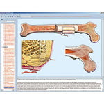 Human skeleton, musculature and apparatus of movement, Interactive CD-ROM