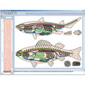 Zoology in the Classroom, Interactive CD-ROM