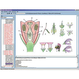 Biology of Flowers and Fruits, Interactive CD-ROM