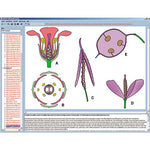 Biology of Flowers and Fruits, Interactive CD-ROM
