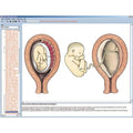 Embryology and Development of Animals, CD-ROM