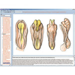 Embryology and Development of Animals, CD-ROM