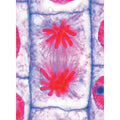 MULTIMEDIA TEACHER PACKAGE Mitosis and Meiosis (Cell division) Basic Package of 6 items