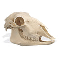Sheep Skull (Ovis aries), Replica