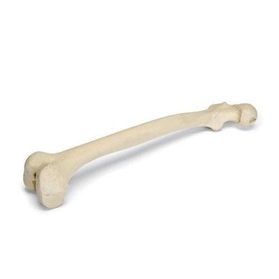 ORTHObones Premium Right Femur