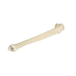 ORTHObones Premium Right Tibia