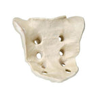 ORTHObones Premium Sacrum