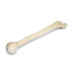 ORTHObones Premium Right Humerus
