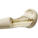 ORTHObones Premium Right Humerus