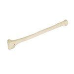 ORTHObones Premium Right Radius