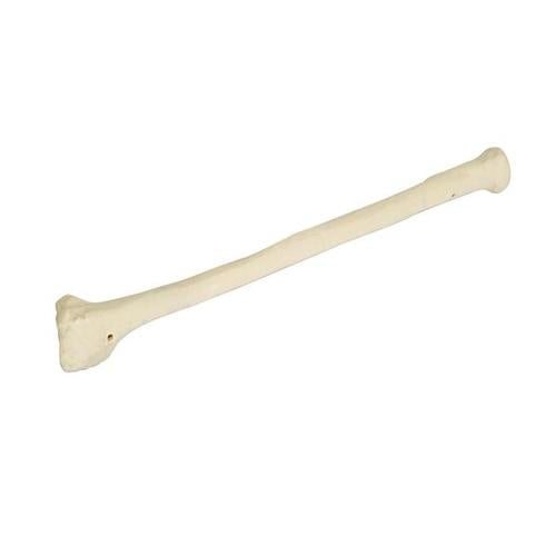 ORTHObones Premium Right Radius