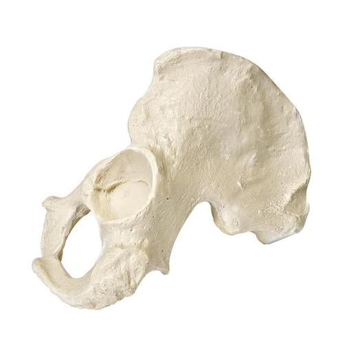 ORTHObones Premium Left Hemi Pelvis - Male