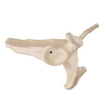 ORTHObones Premium Scapula - Left