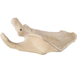 ORTHObones Premium Scapula - Left