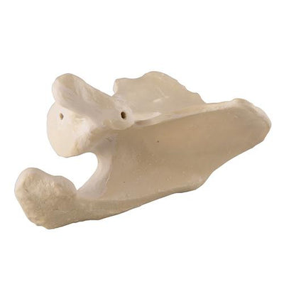 ORTHObones Premium Scapula - Left