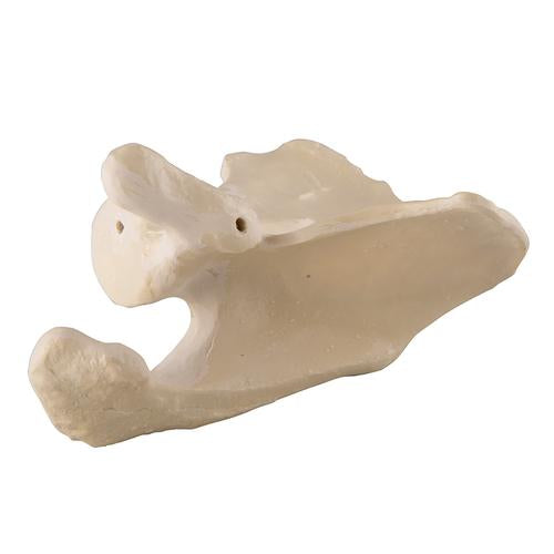 ORTHObones Premium Scapula - Left