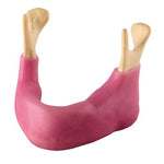ORTHObones Premium Edentulous mandible with gum