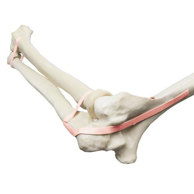 ORTHObones Premium Elbow, Ulna, radius, humerus, latex band