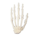 ORTHObones Premium Hand