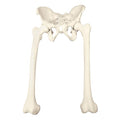 ORTHObones Premium Full pelvis with femurs