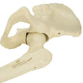 ORTHObones Premium Left pelvis with femur