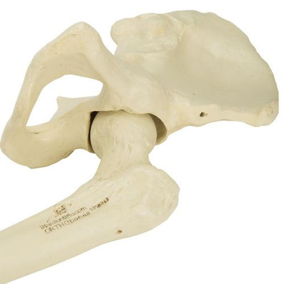 ORTHObones Premium Left pelvis with femur