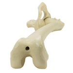 ORTHObones Premium Left pelvis with femur
