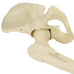 ORTHObones Premium Right pelvis with femur