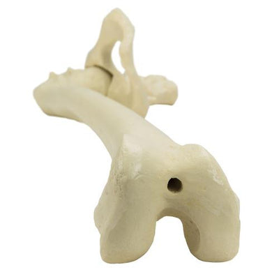 ORTHObones Premium Right pelvis with femur