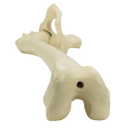 ORTHObones Premium Right pelvis with femur