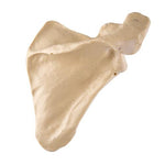 ORTHObones Premium Scapula - Right