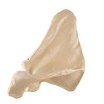 ORTHObones Premium Scapula - Right