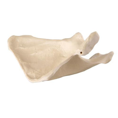 ORTHObones Premium Scapula - Right