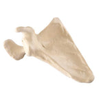 ORTHObones Premium Scapula - Right