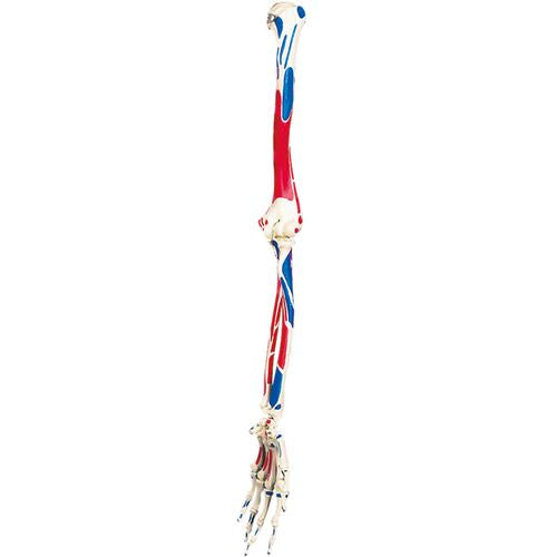 Spare arm with muscle painting, left, for A11, A11/1, A13 and A13/1