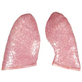 Spare lungs, 2 items
