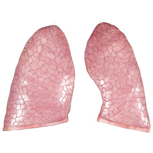 Spare lungs, 2 items