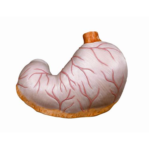 Spare stomach, 1 part