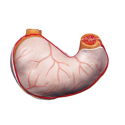 Spare stomach, 2 part