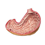Spare stomach, 2 part