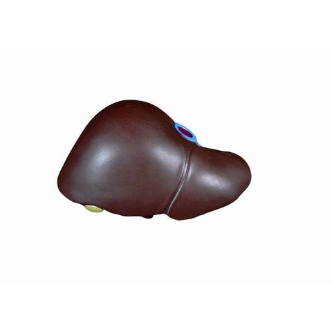 Spare liver with gallbladder