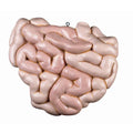 Spare small intestine package, 1 part