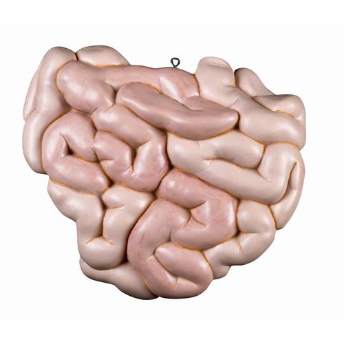 Spare small intestine package, 1 part