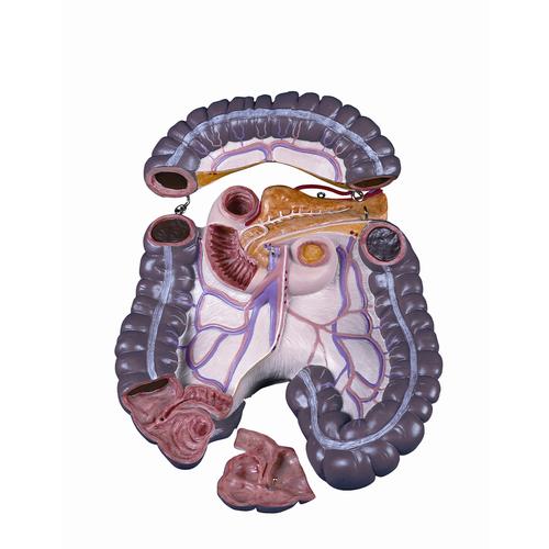 Spare large intestine package, 3 parts