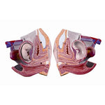 Spare female genitals set, 3 parts