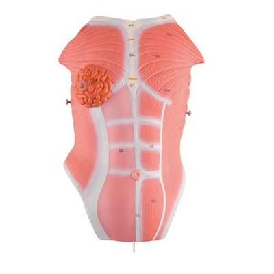 Chest Plate